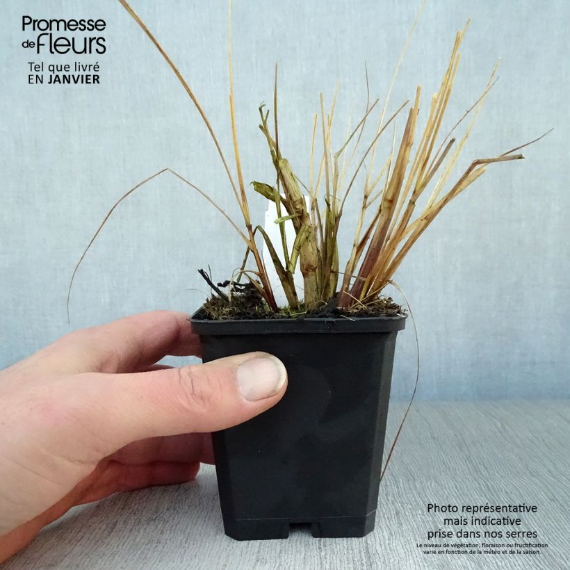 Pennisetum alopecuroides Magic - Herbe aux écouvillons  Godet de 9cm esemplare consegnato in inverno