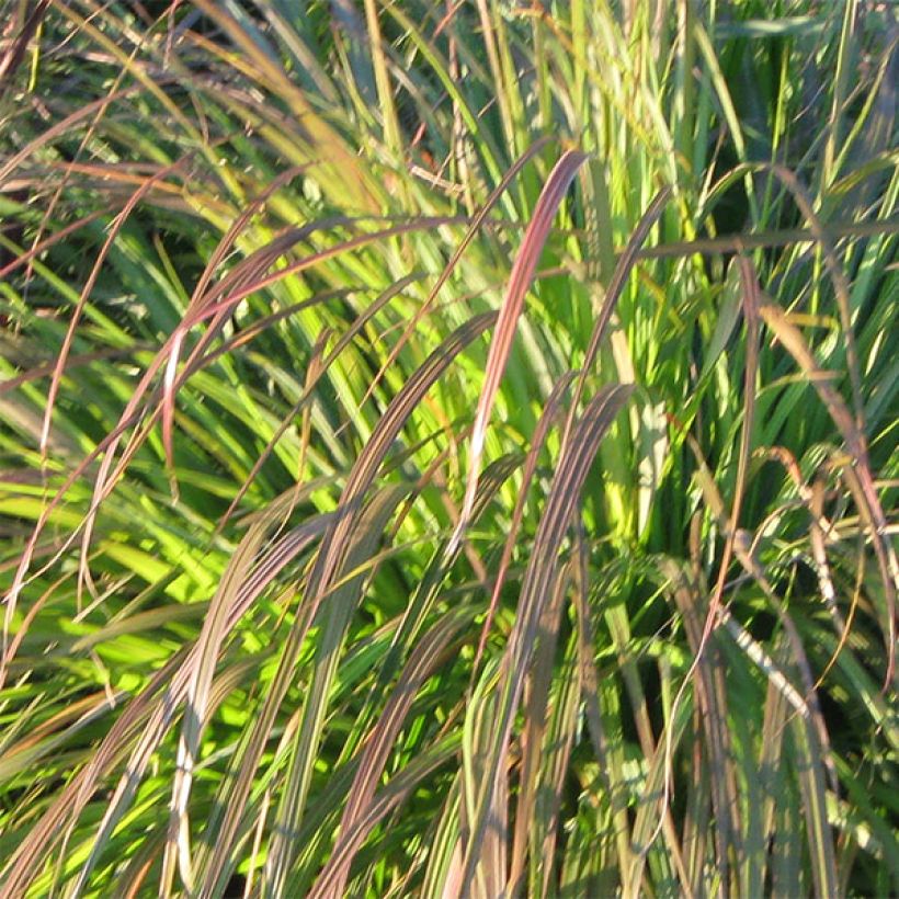 Pennisetum alopecuroïdes National Arboretum (Fogliame)