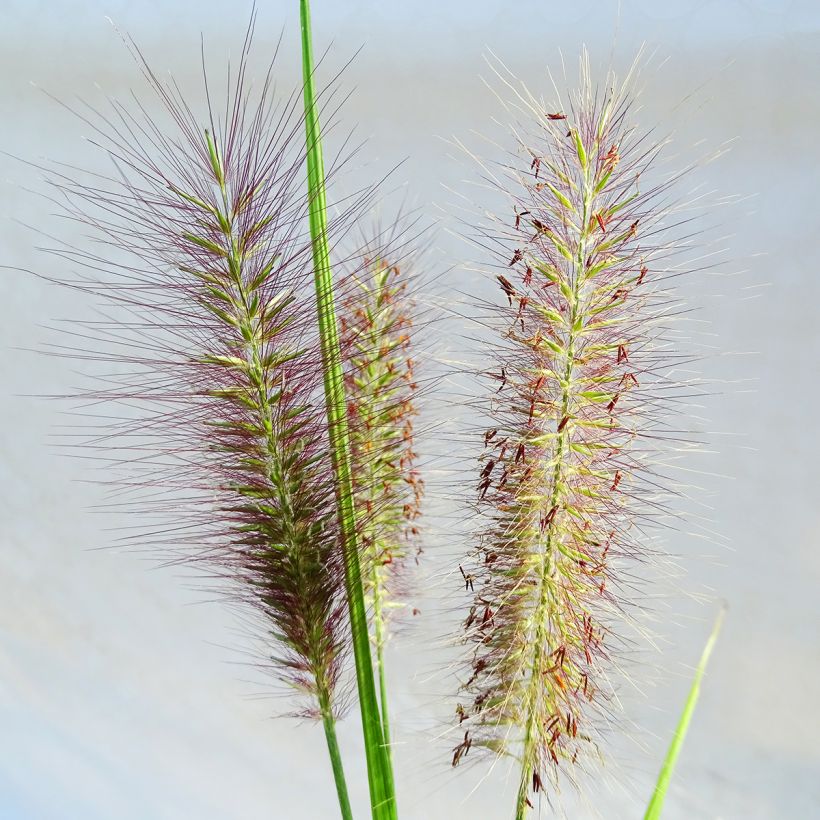 Pennisetum alopecuroïdes National Arboretum (Fioritura)