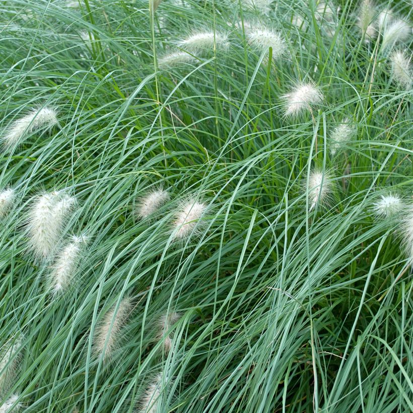 Pennisetum alopecuroïdes Piglet (Fogliame)