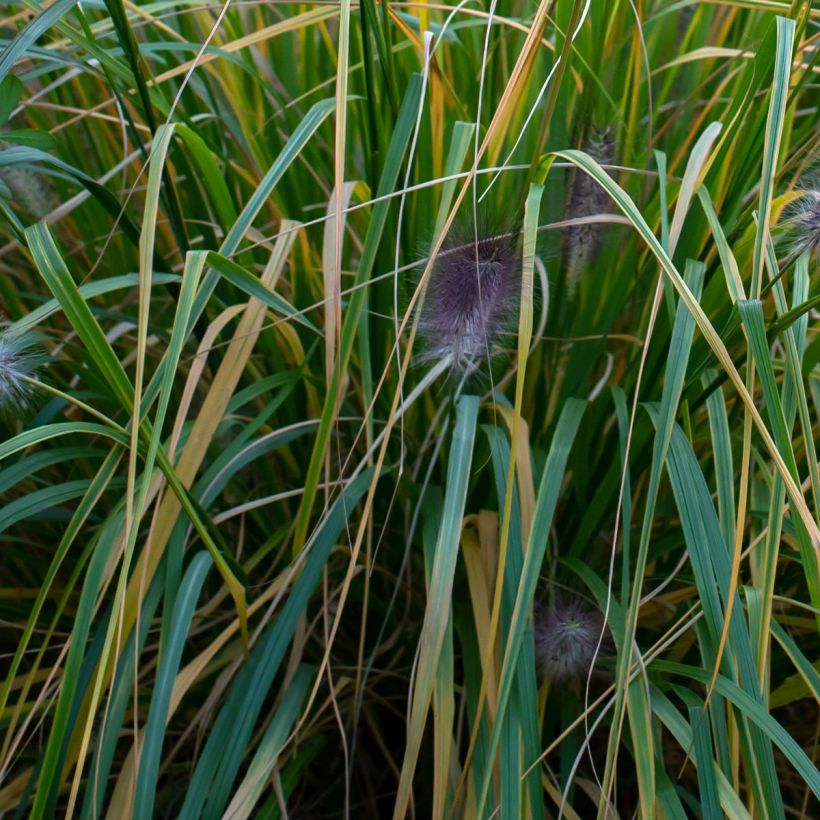 Pennisetum alopecuroïdes Red Head (Fogliame)