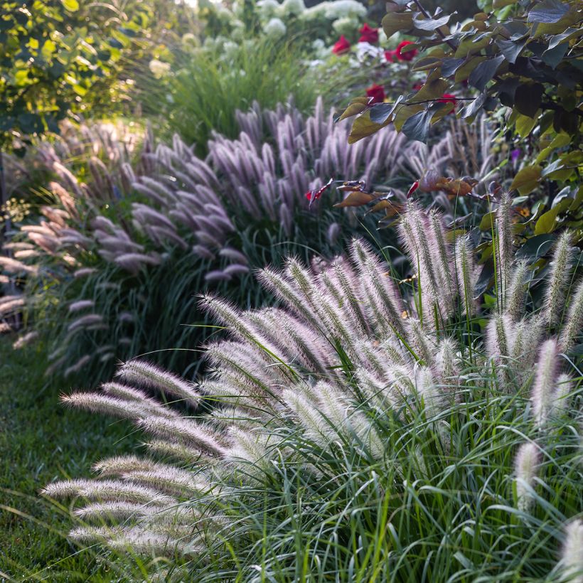 Pennisetum alopecuroïdes Red Head (Porto)