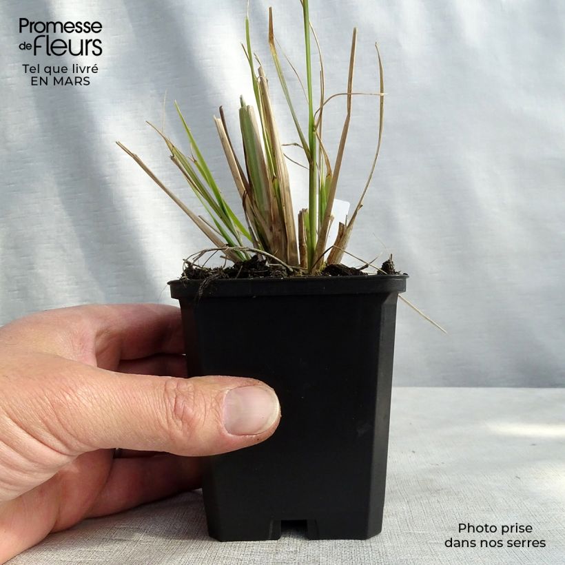 Pennisetum alopecuroïdes f. viridescens - Godet de 9cm esemplare consegnato in inverno