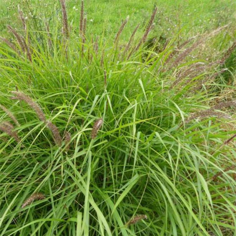 Pennisetum incomptum (Porto)