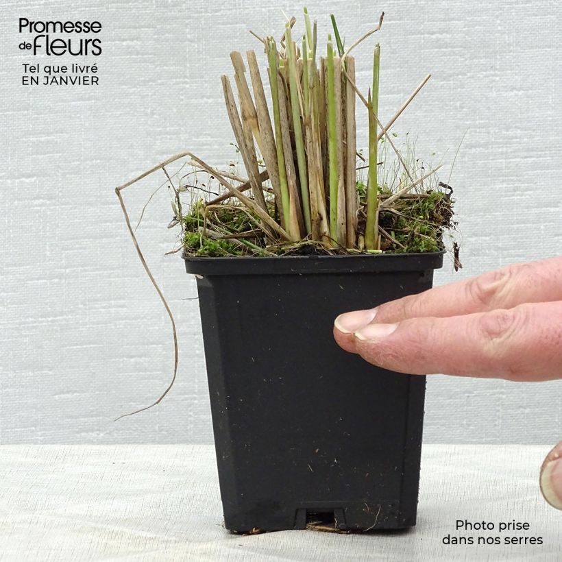 Pennisetum macrourum en pot de 2/3 litres esemplare consegnato in inverno