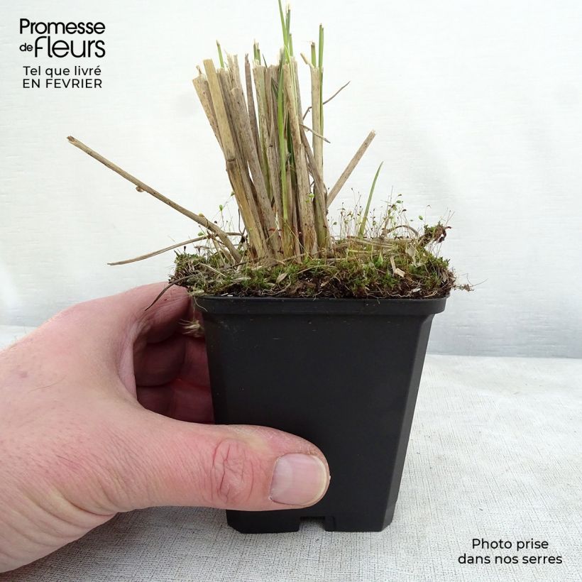 Pennisetum macrourum en pot de 9 cm esemplare consegnato in inverno