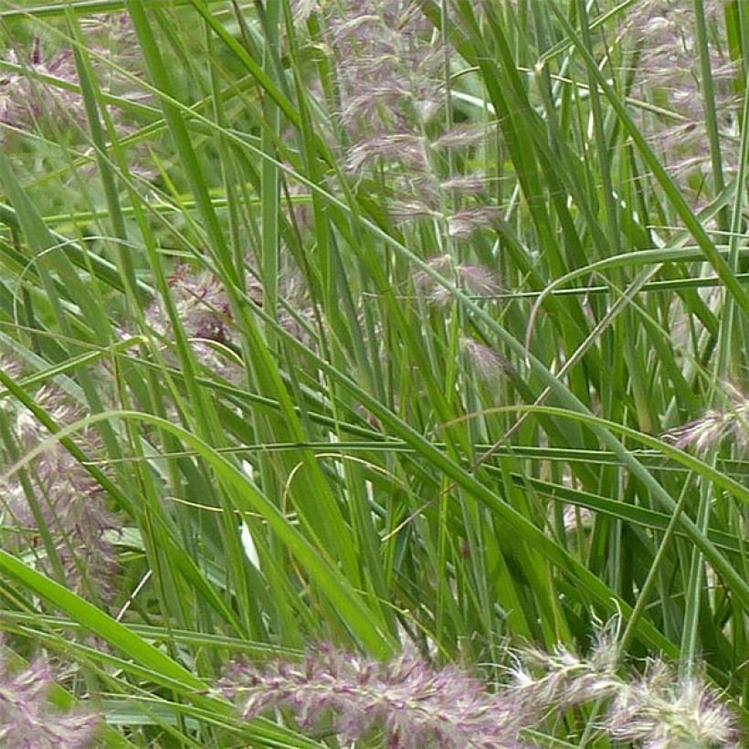 Pennisetum orientale Karley Rose (Fogliame)