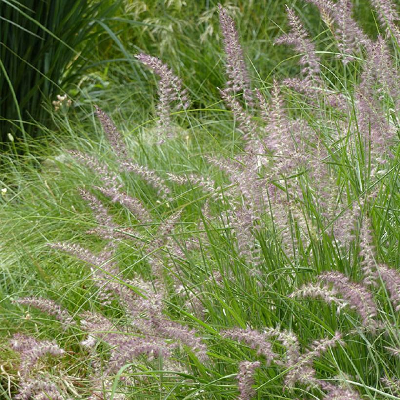 Pennisetum orientale Karley Rose (Fioritura)