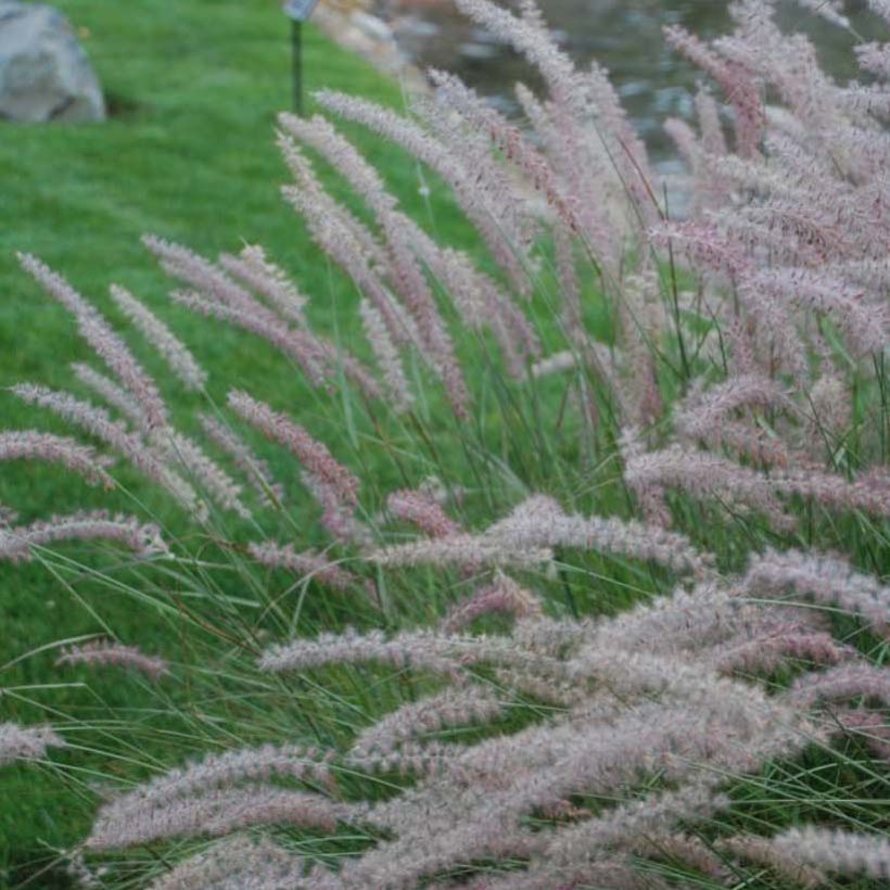 Pennisetum orientale Shogun (Fioritura)