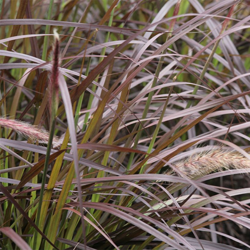 Pennisetum advena Rubrum (Fogliame)