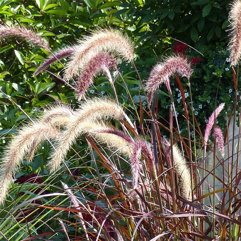 Pennisetum advena Rubrum (Fioritura)