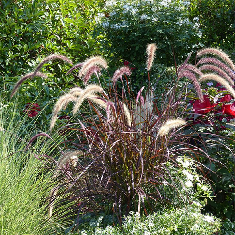 Pennisetum advena Rubrum (Porto)