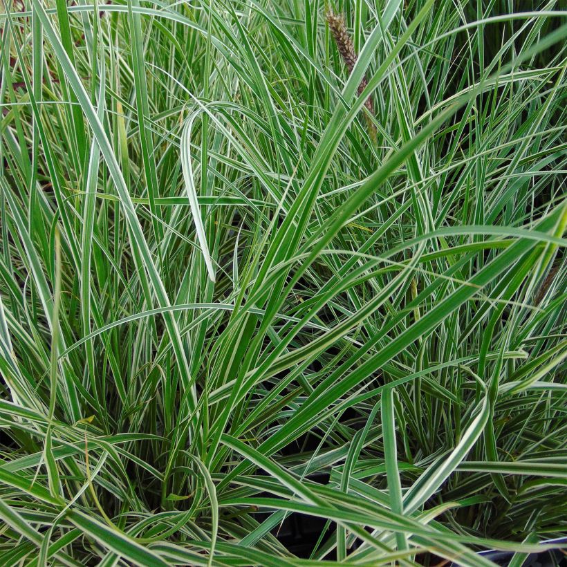 Pennisetum advena Skyrocket (Fogliame)