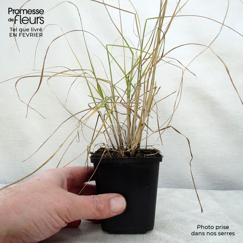 Pennisetum villosum godet de 9cm esemplare consegnato in inverno