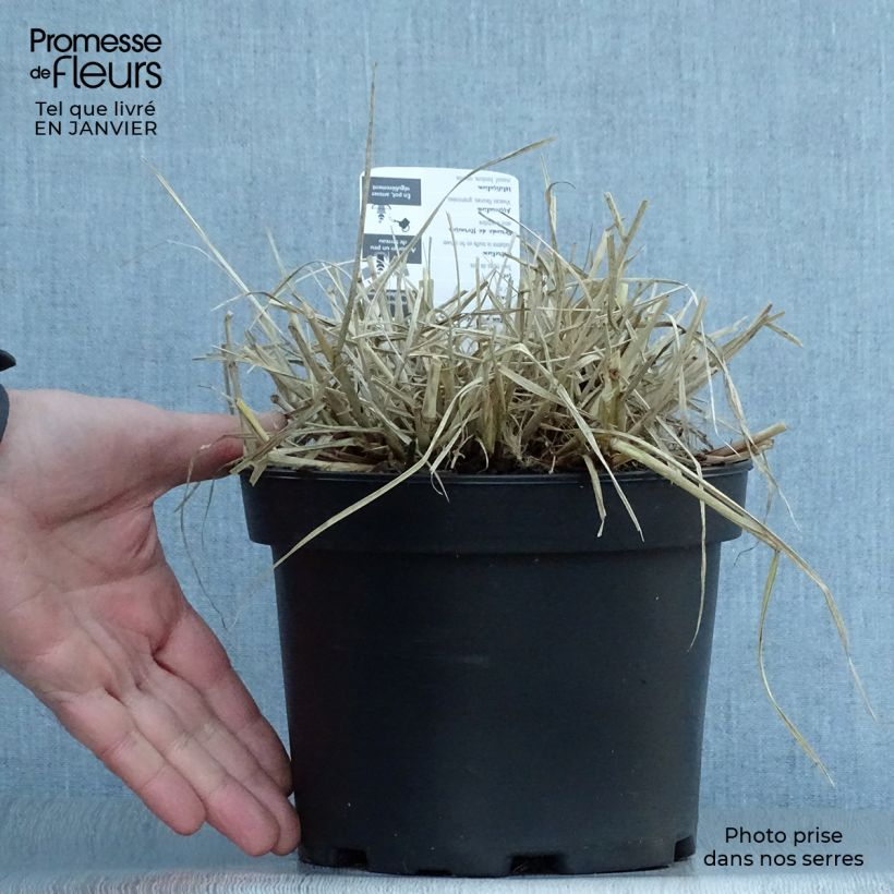 Pennisetum villosum pot de 2L/3L esemplare consegnato in inverno