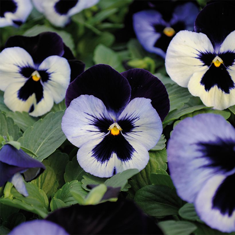 Viola Alpha F1 Moonlight (Fioritura)