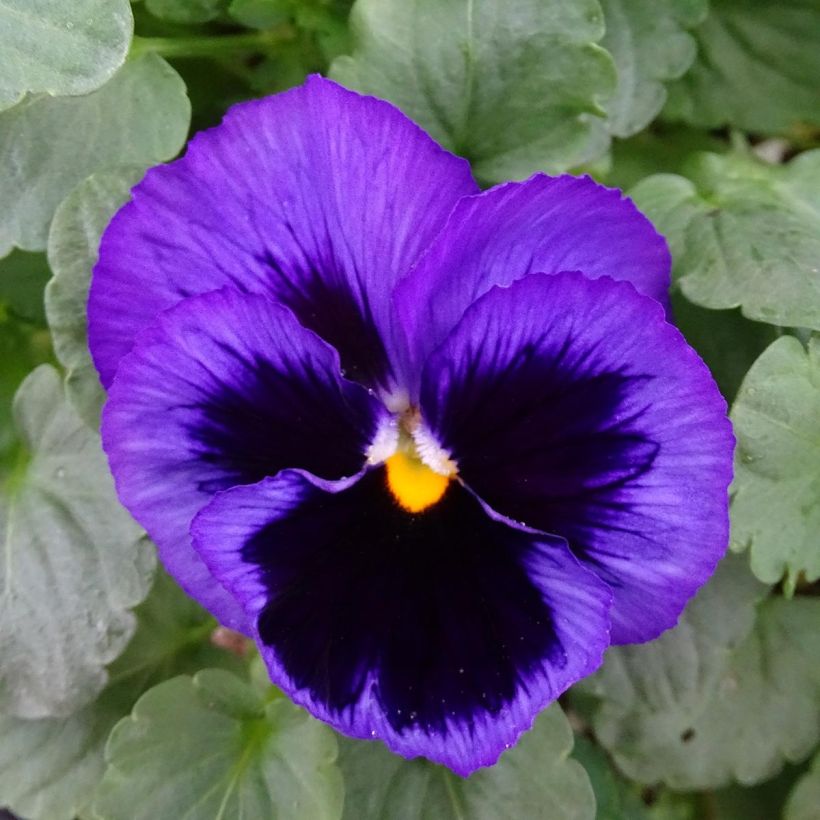 Viola F1 Carrera Blue With Blotch (Fioritura)