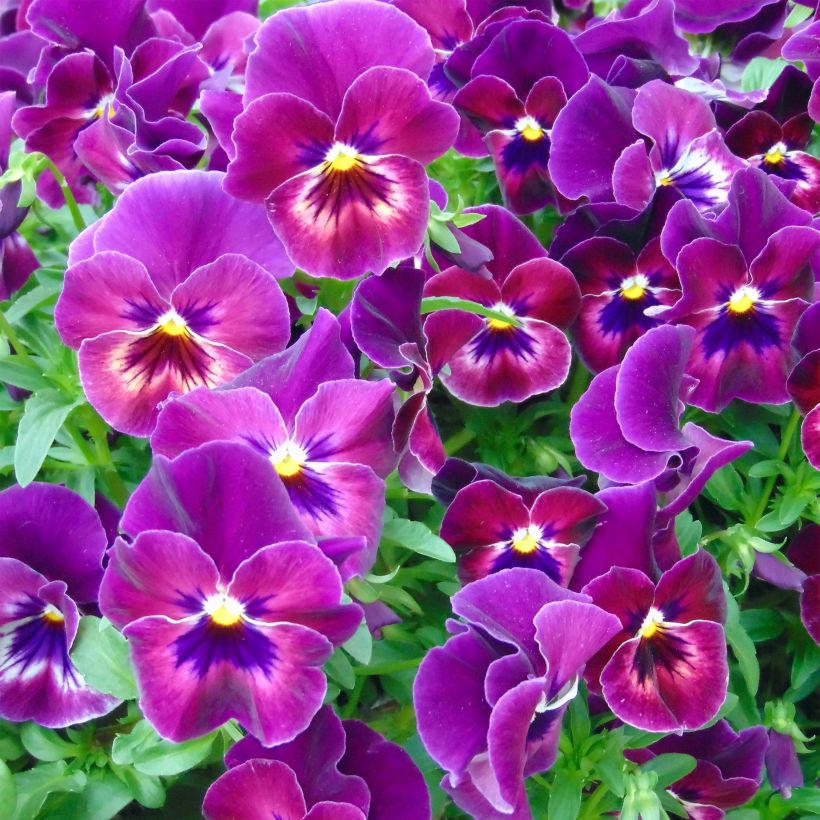 Viola Cool Wave Raspberry (Fioritura)