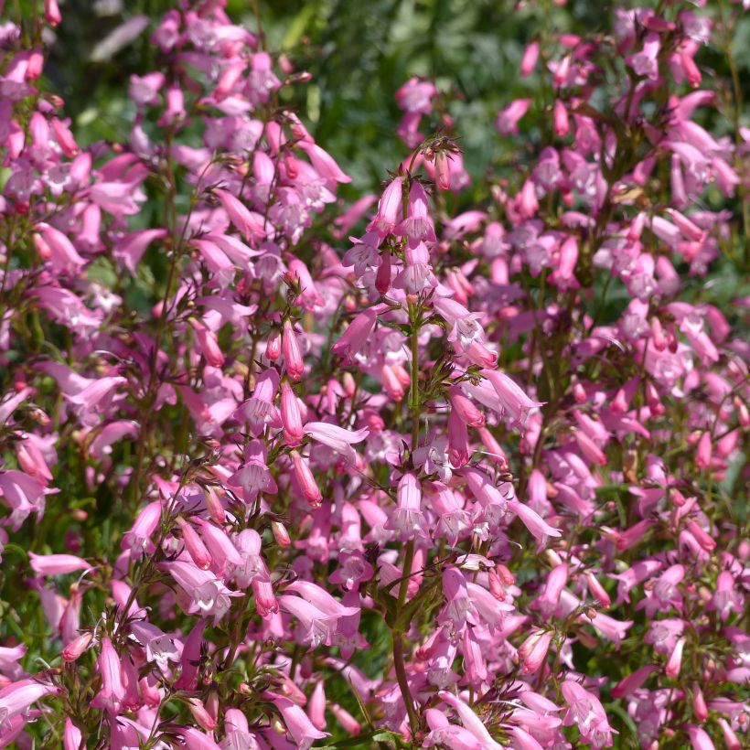 Penstemon Evelyn (Fioritura)