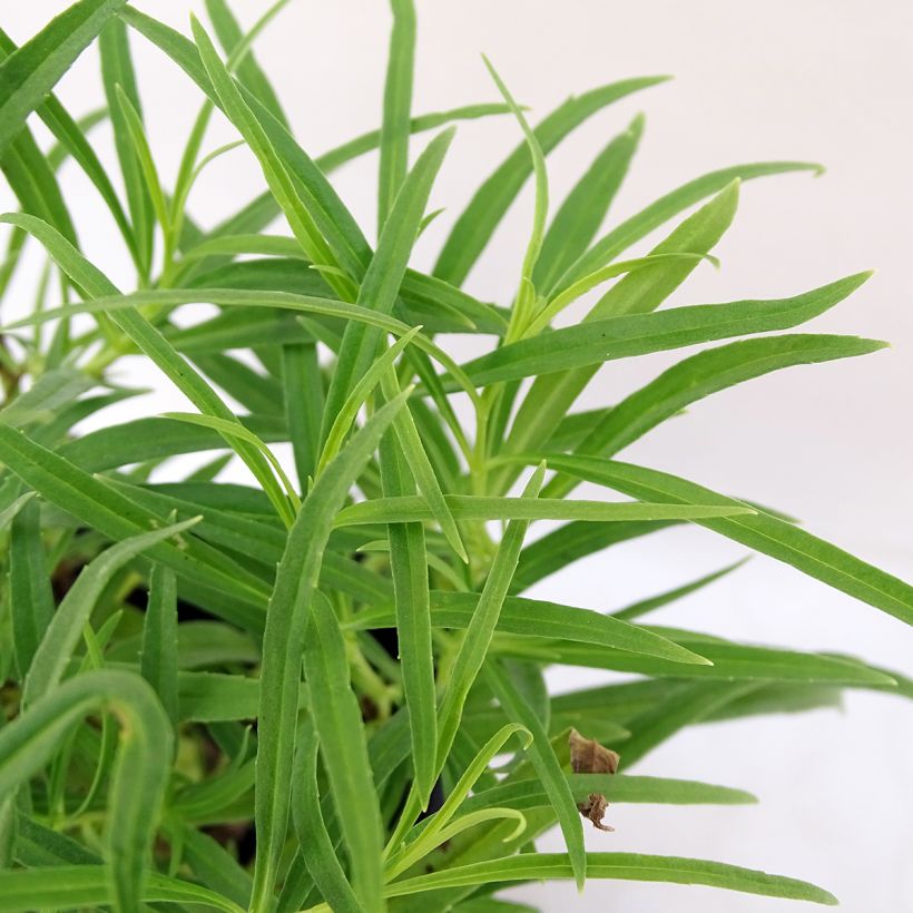 Penstemon Evelyn (Fogliame)