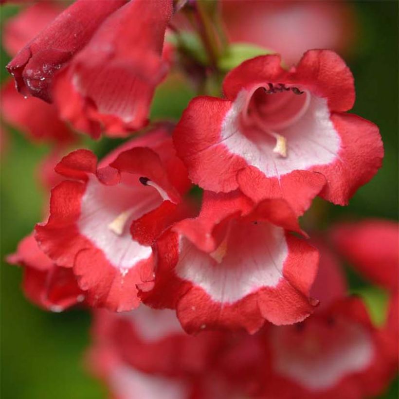 Penstemon Le Phare (Fioritura)