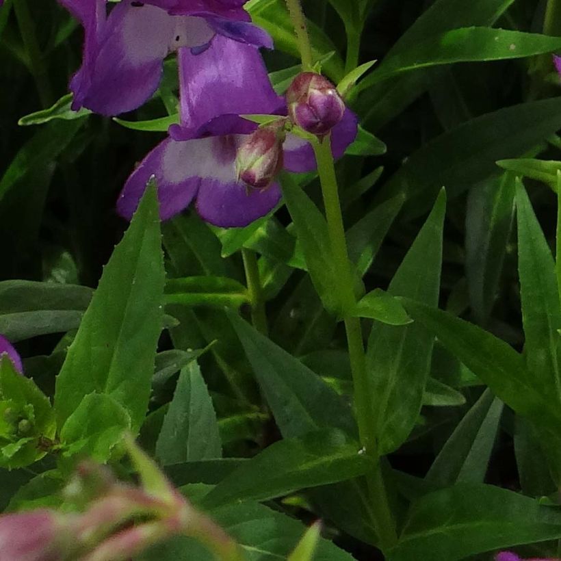 Penstemon Pensham Czar (Fogliame)