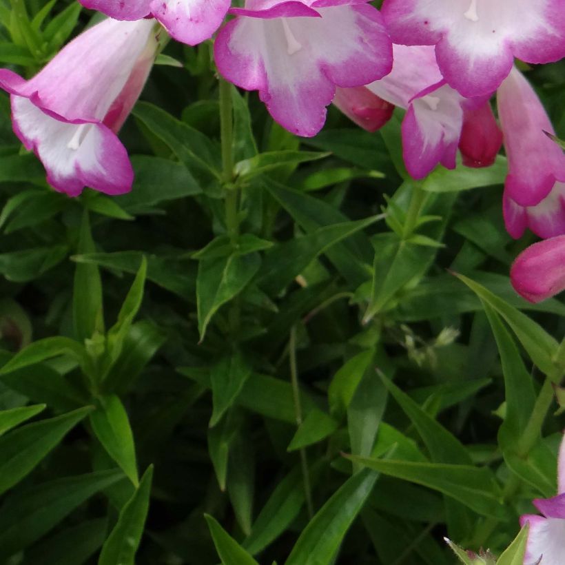 Penstemon Pensham Laura (Fogliame)