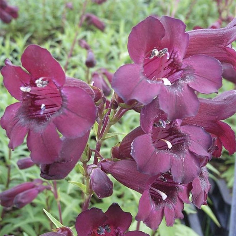 Penstemon Rich Ruby (Fioritura)