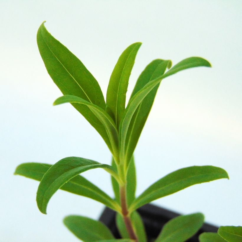 Penstemon Rich Ruby (Fogliame)