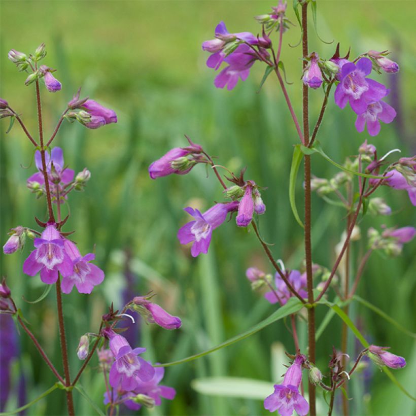 Penstemon Sour Grapes (Fioritura)