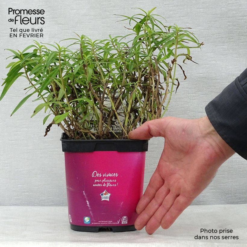 Penstemon Souvenir d'Adrien Régnier - Galane en pot de 2/3 litres esemplare consegnato in inverno