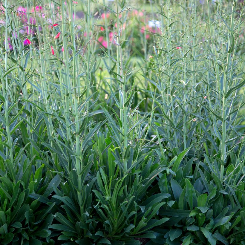 Penstemon barbatus Coccineus (Fogliame)