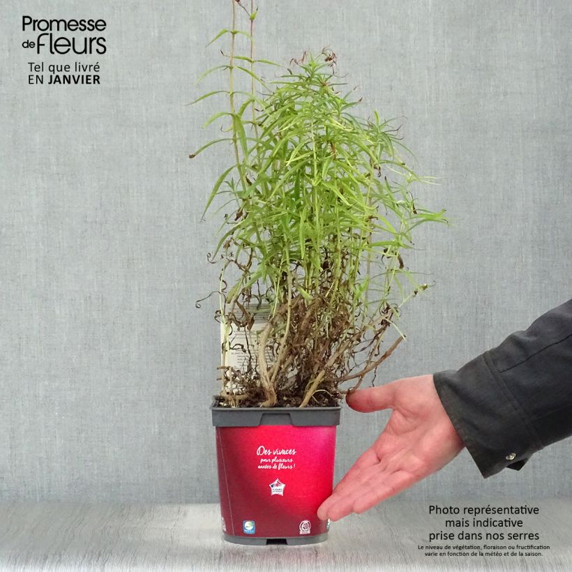 Penstemon barbatus Coccineus - Galane en pot de 2/3 litres esemplare consegnato in inverno