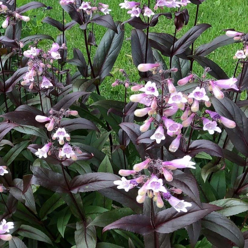 Penstemon digitalis Dark Towers (Fioritura)