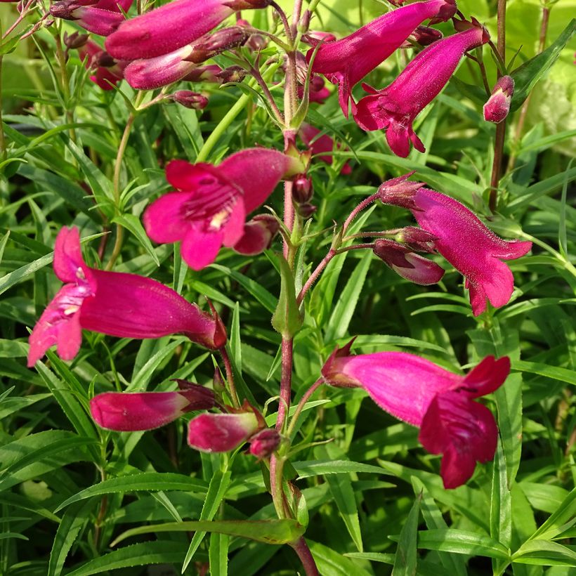 Penstemon Garnet (Fioritura)