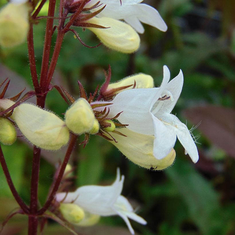 Penstemon digitalis Husker Red (Fioritura)