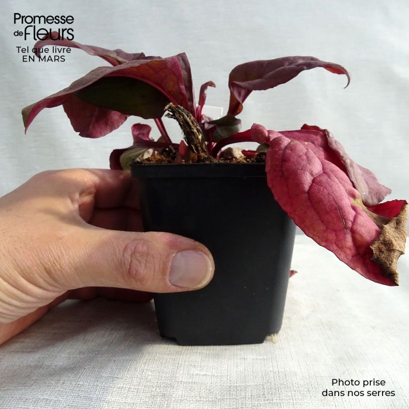 Penstemon hybride Husker Red - Galane Godet de 8/9cm esemplare consegnato in inverno