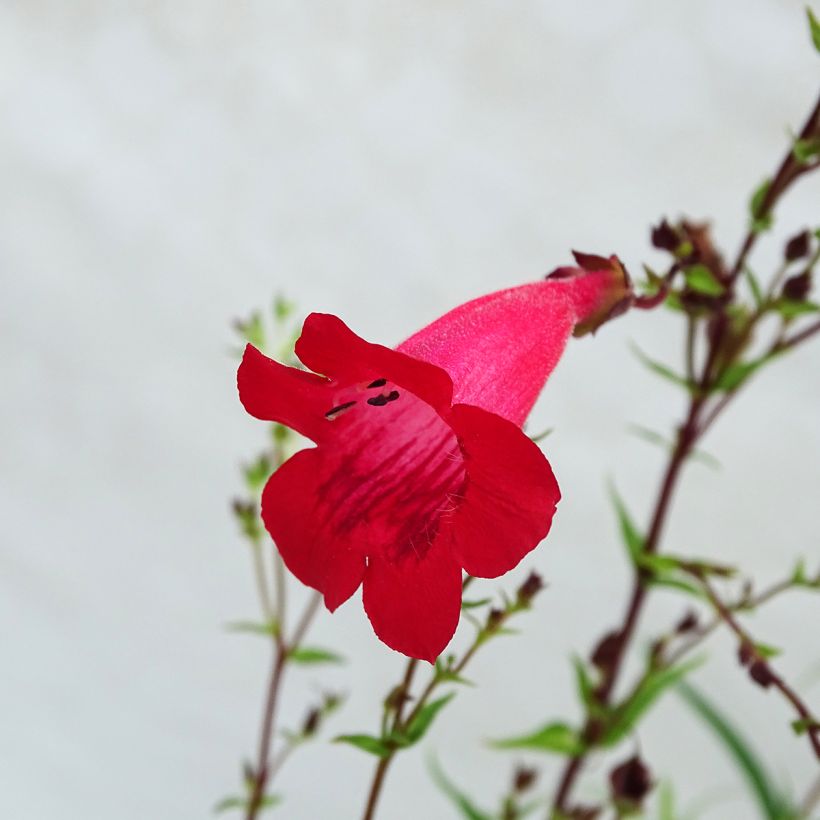 Penstemon Schoenholzeri (Fioritura)