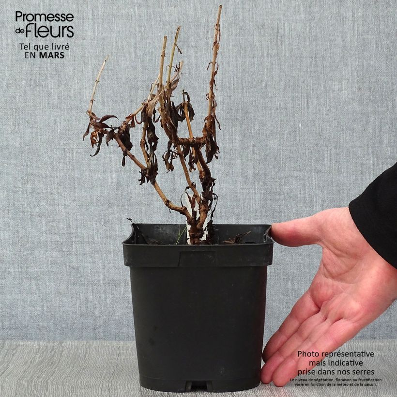 Penstemon hybride Schoenholzeri - Galane en pot de 2/3 litres esemplare consegnato in inverno