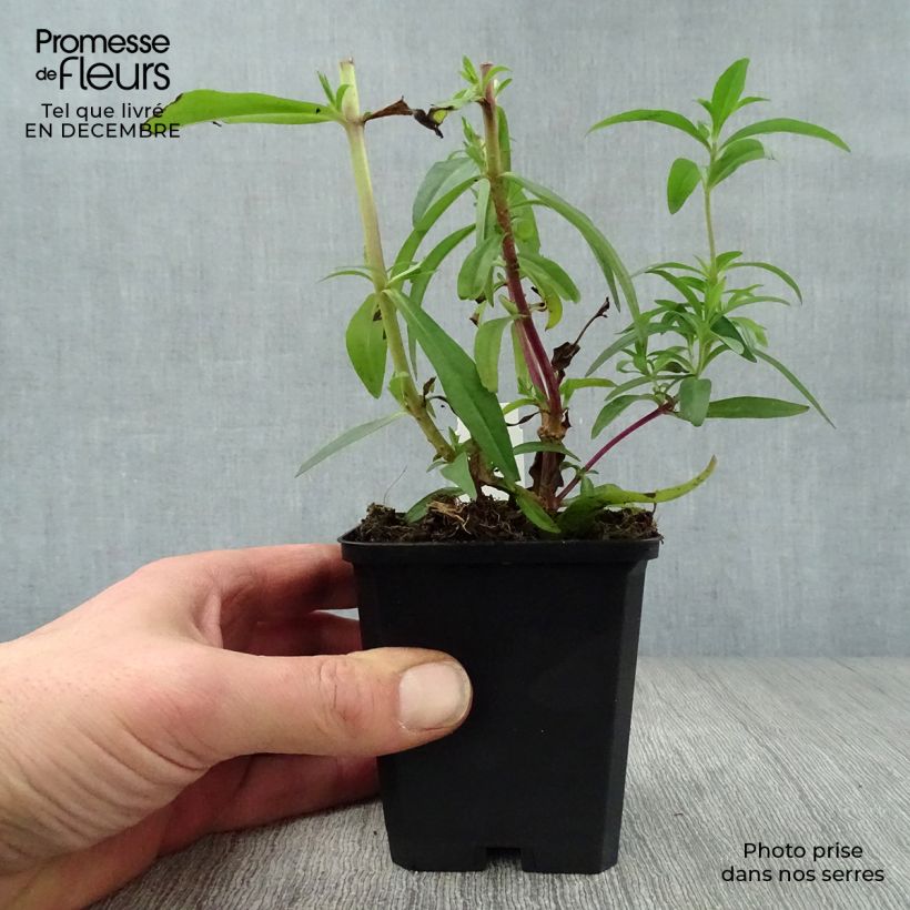 Penstemon hybride Sour Grapes - Galane Godet de 9cm esemplare consegnato in inverno