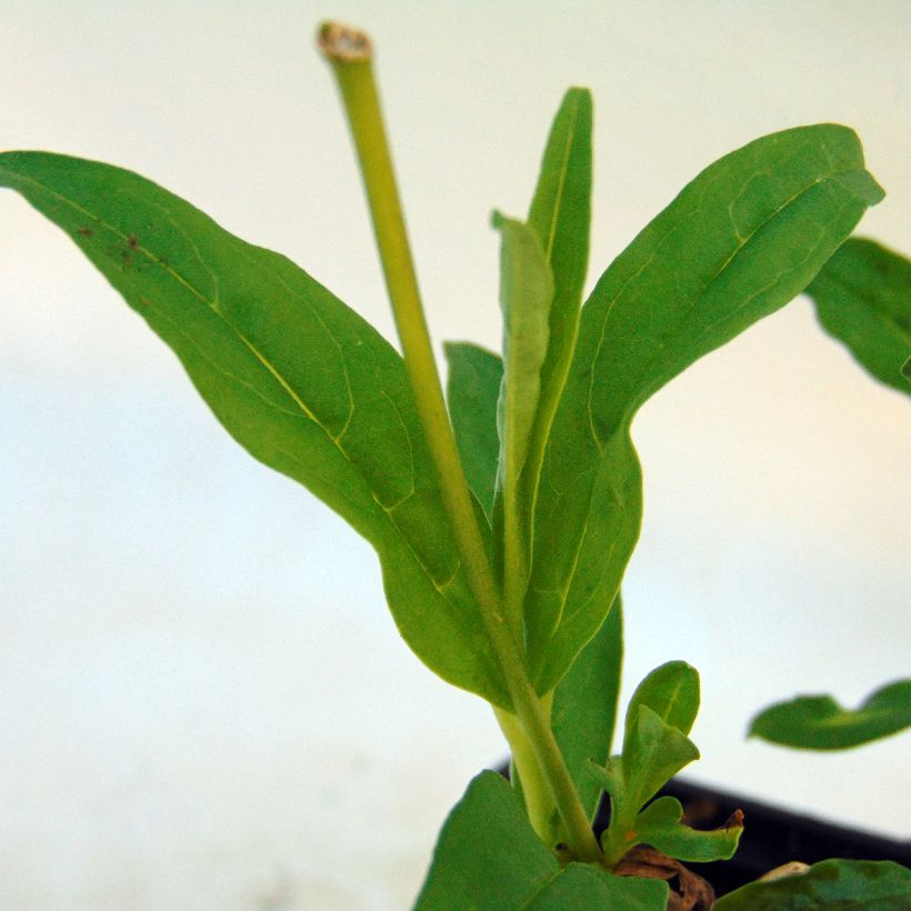 Penstemon White Bedder (Fogliame)