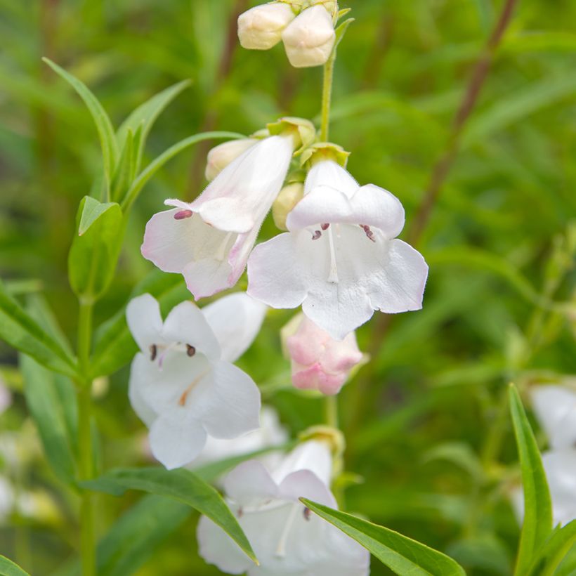 Penstemon White Bedder (Fioritura)