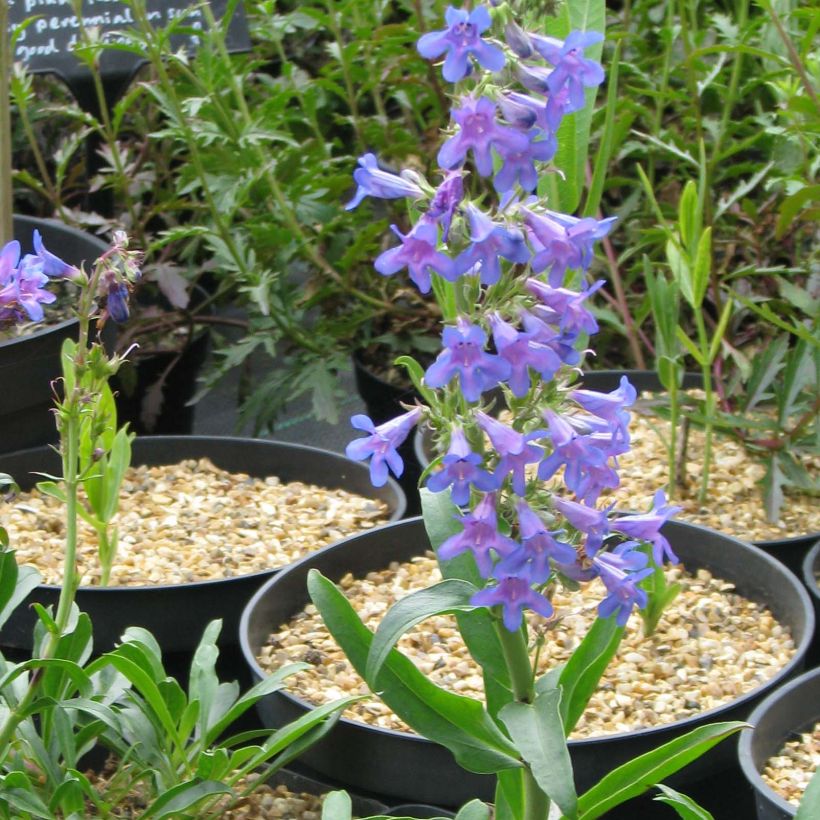 Penstemon mensarum (Fioritura)