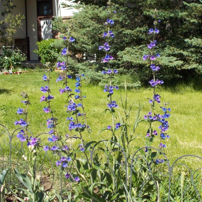 Penstemon mensarum (Porto)