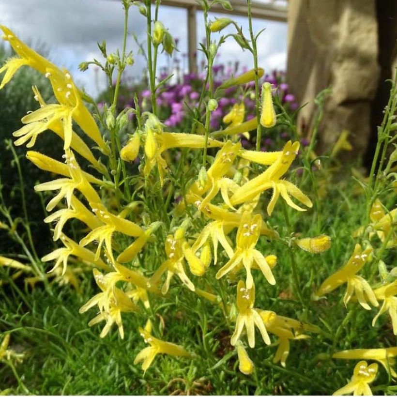 Penstemon pinifolius Mersea Yellow (Fioritura)