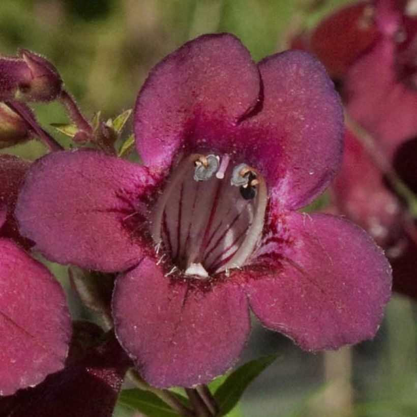 Penstemon Blackbird (Fioritura)