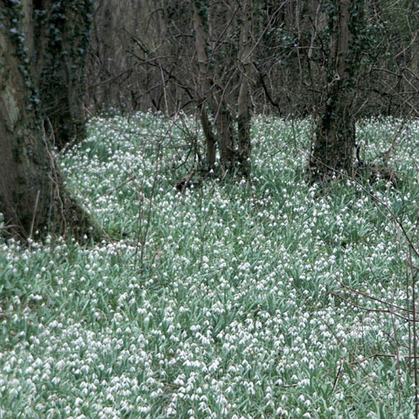 Galanthus elwesii - Bucaneve gigante (Porto)