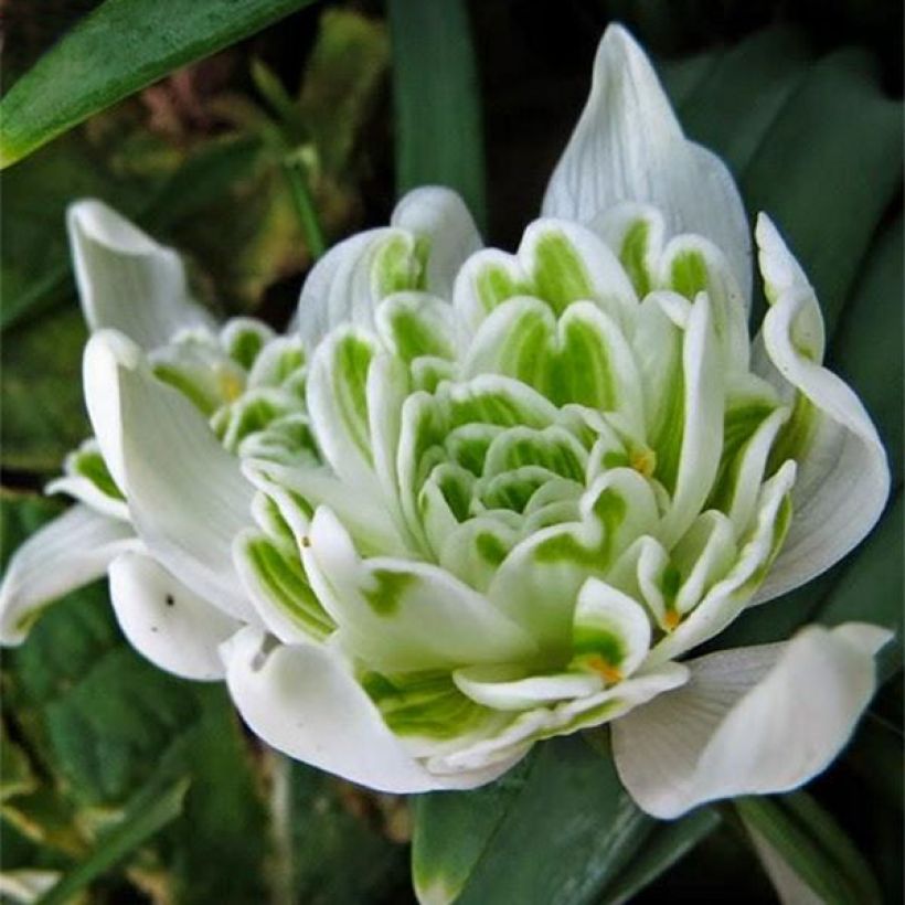 Galanthus nivalis f.pleniflorus Flore Pleno - Bucaneve (Fioritura)