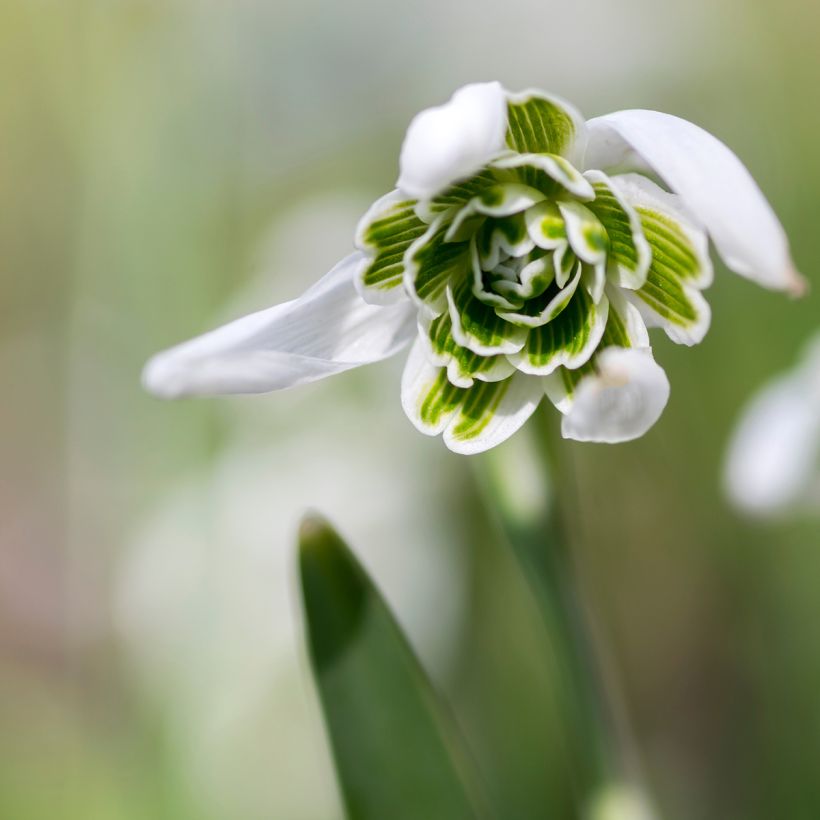 Galanthus nivalis f. pleniflorus Dionysus - Bucaneve (Fioritura)