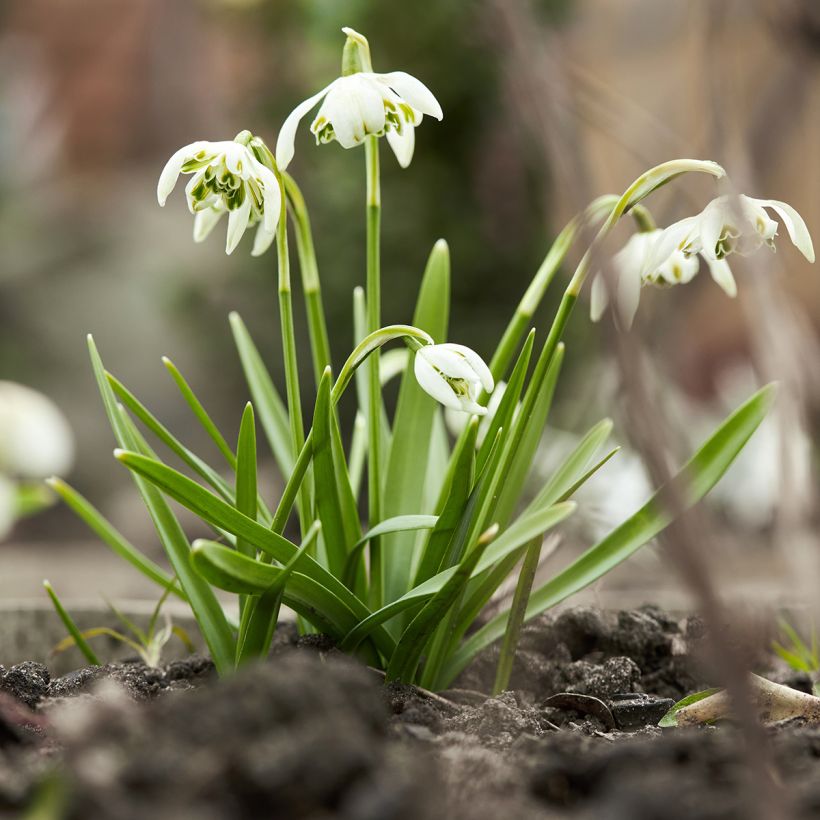 Galanthus nivalis f. pleniflorus Dionysus - Bucaneve (Porto)